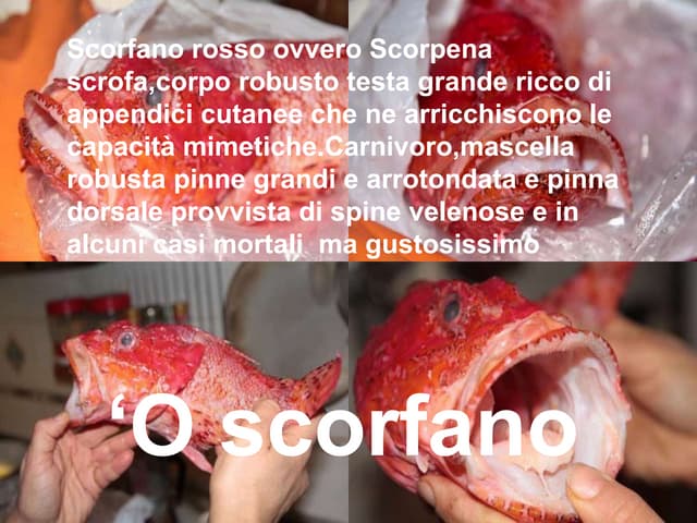 Linguine Con Ragout Di Scorfano Rosso