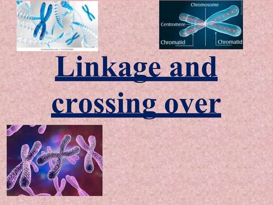 Crossing Over Ppt Ppt Crossing Over Ppt Ppt