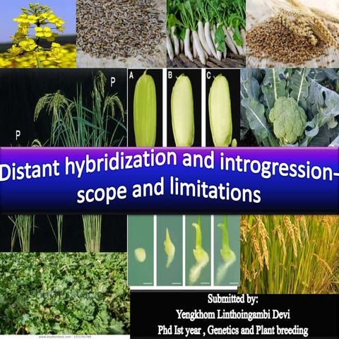 Linthoi  doctoral seminar 