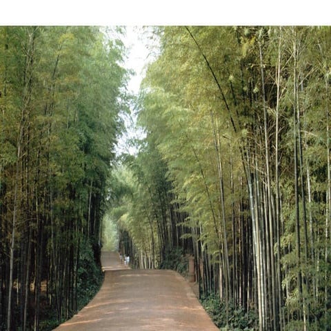 Lional Jayanetti_Bamboo in Construction