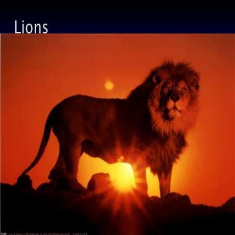 Lions powerpoint