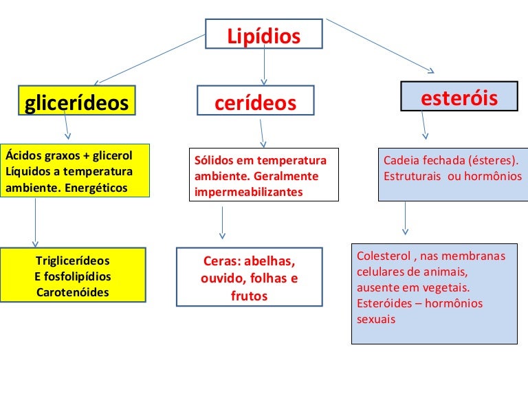 Dois Tipos De Lipídios Contidos No Organismo Humano