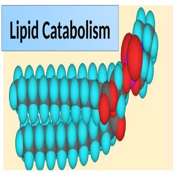 lipid catabolism part II.pptx . Gluconeogenesis