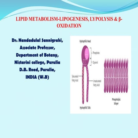 Lipid Metabolism-Lipolysis, Lipid synthesis, Beta Oxidation of Fatty Acid
