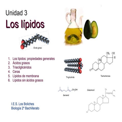 Lípidos