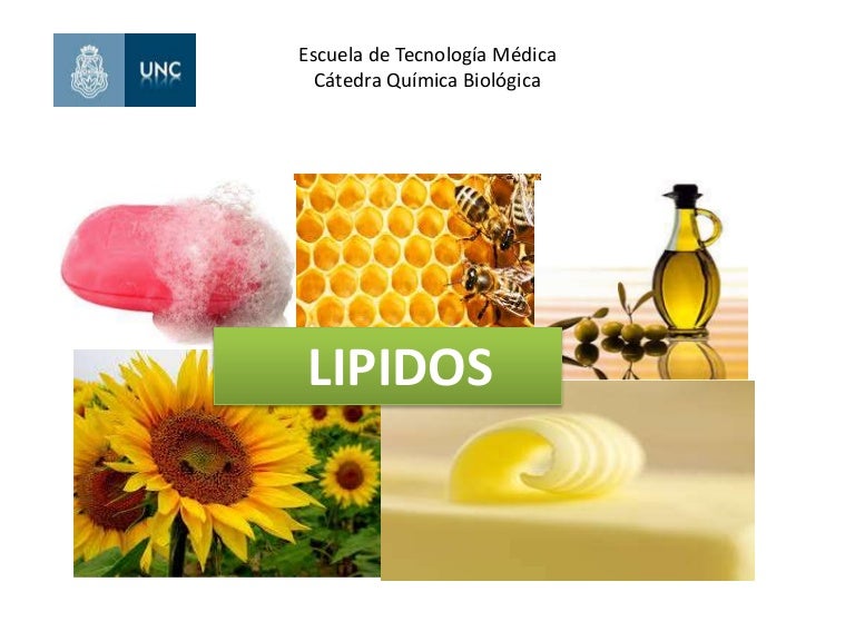 lipidos alimentos lipidos lipidos alimentos lipidos