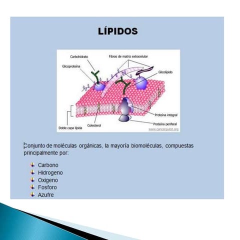 Lipidos- Cecibel Alvarez