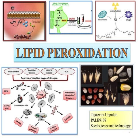 Lipid peroxidation