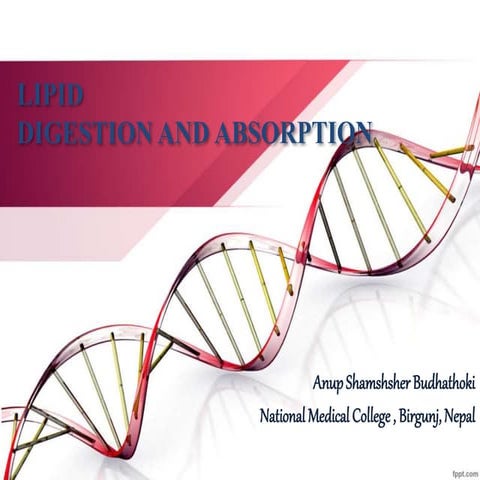 Lipid digestion and absorption 