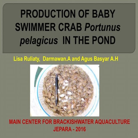 Production of Baby Swimmer Crab Production in The Pond 