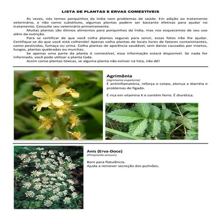 Lista de plantas e ervas comestIveis 