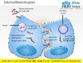 Listeria monocytogenes slideshare Listeria monocytogenes slideshare