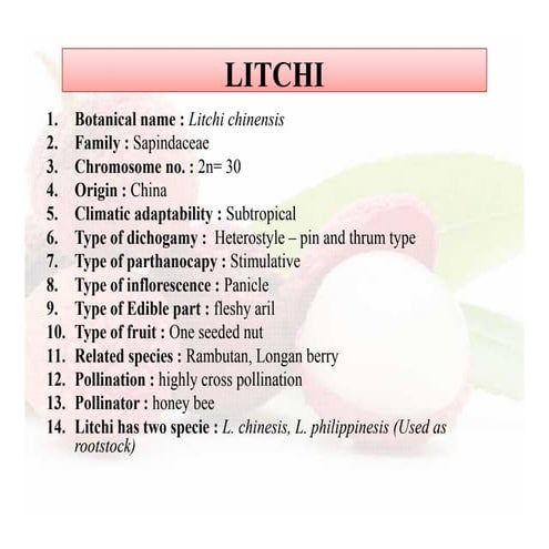Litchi Breeding