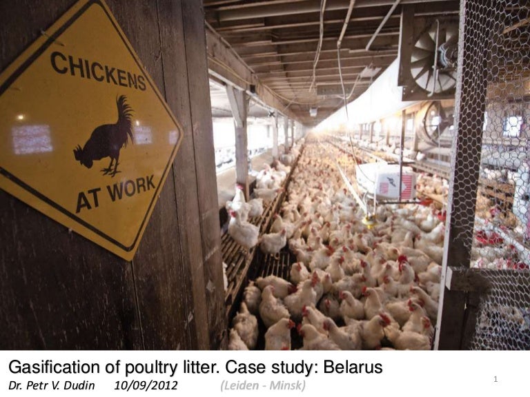 Feasibility and technology study Chicken litter gasification in Bela…