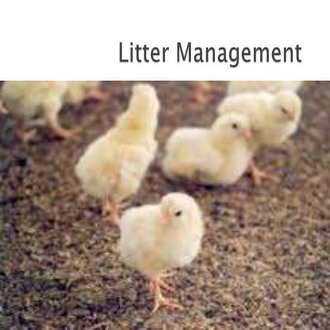 Litter management and Litter born Diseases