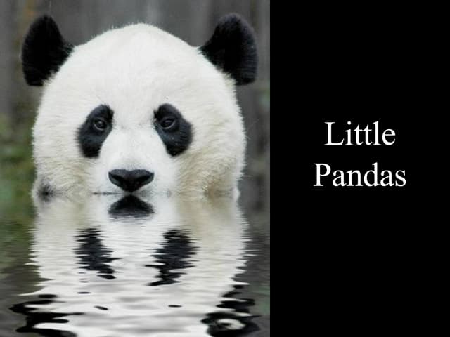 Little Pandas