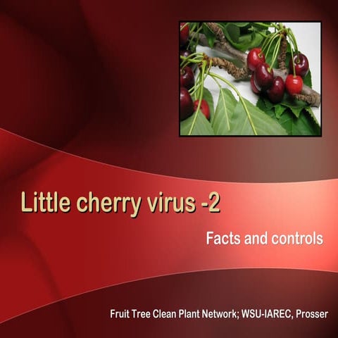 Little cherry virus 2 