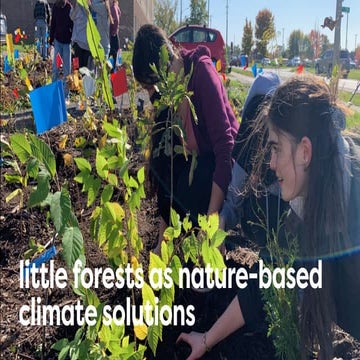 Little Forests as Nature-Based Climate Solutions - Nature Canada