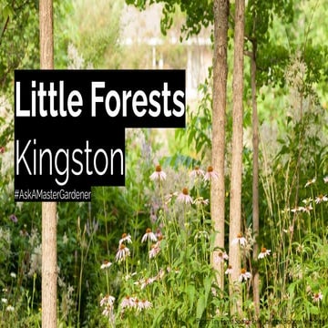 Planting Little Forests Kingston