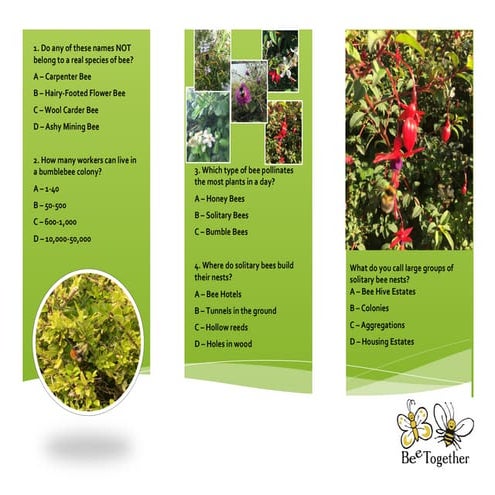 short quiz on solitary bees and bumblebees | PDF
