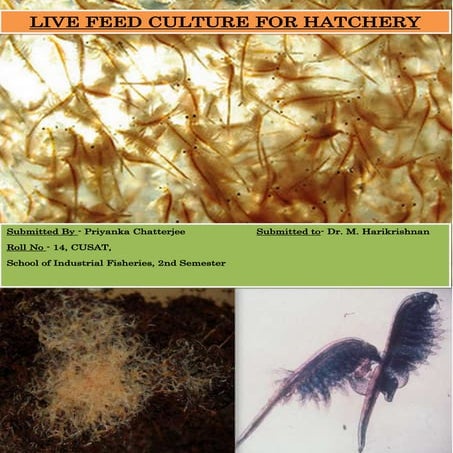 Livefeed culture, Priyanka Chatterjee