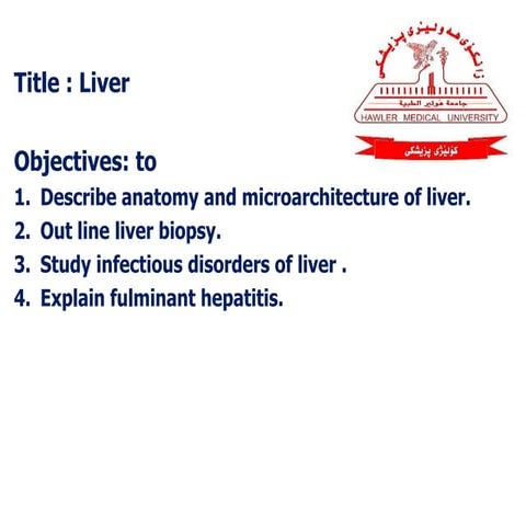 Liver 1