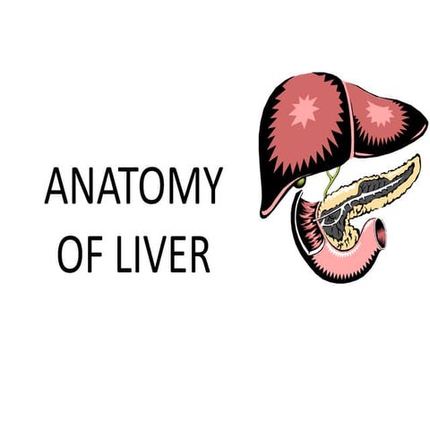 Liver