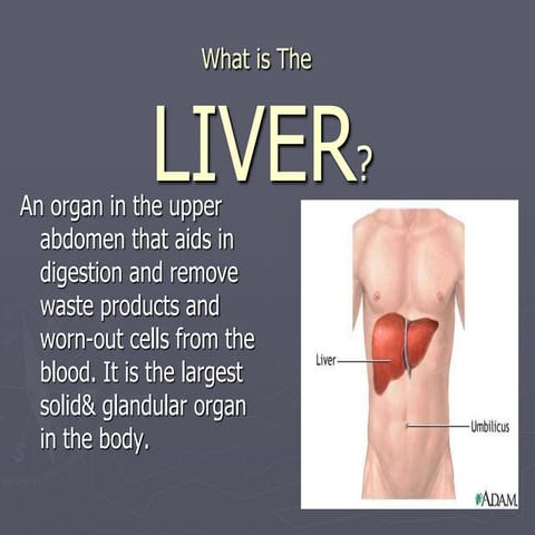 liver.ppt