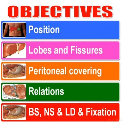 liver.pptGFSDFGGFFDZDXFCGVHBVCFXDZXCVCXCVB