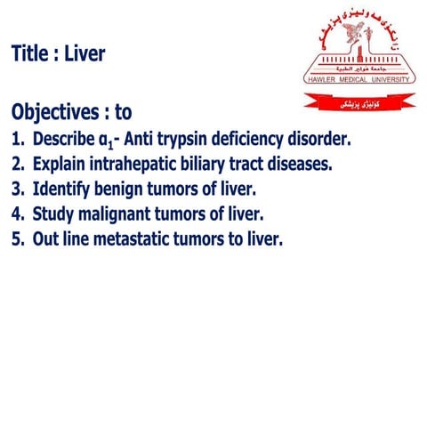Liver 3