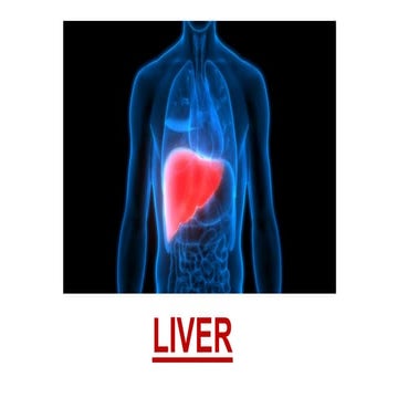 LIVER-STOMACH-INTESTINES.pptx