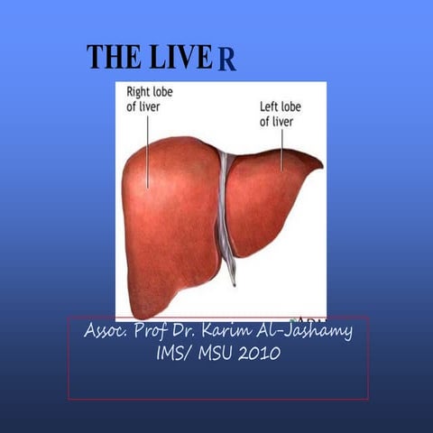 Liver 1
