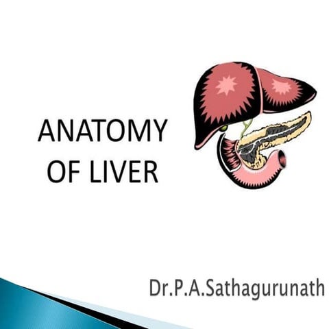 Liver anatomy