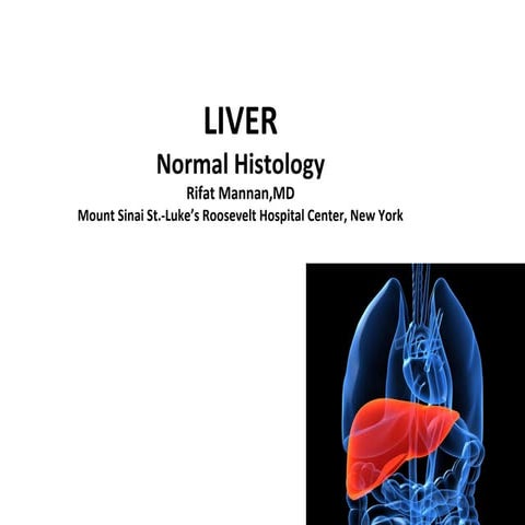 Histology of normal liver