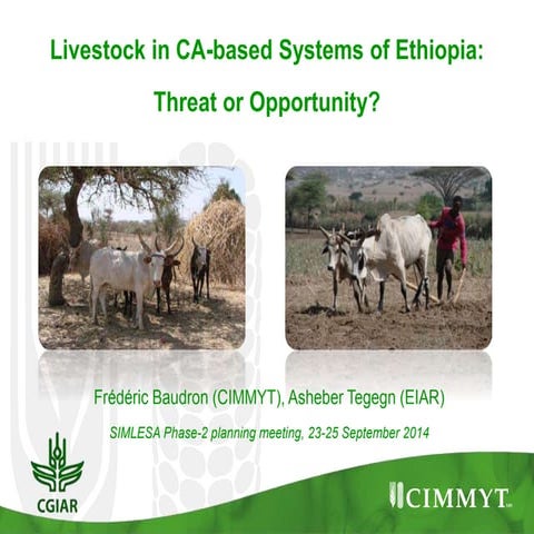 Is livestock a thret or an opportunity for conservation agriculture in Ethiopia?