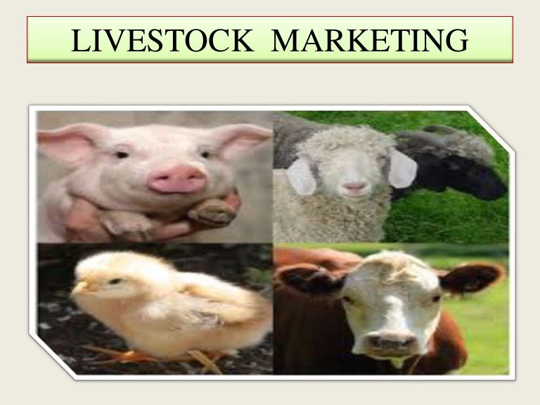 Livestock marketing