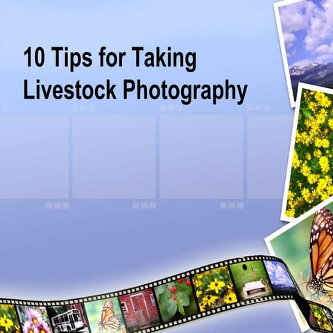 Livestock Photography