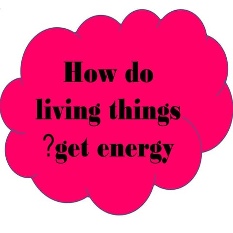 Living things get energy