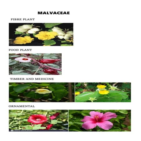 Economic importance of Malvaceae ,Solanaceae ,Euphorbiaceae and Musaceae