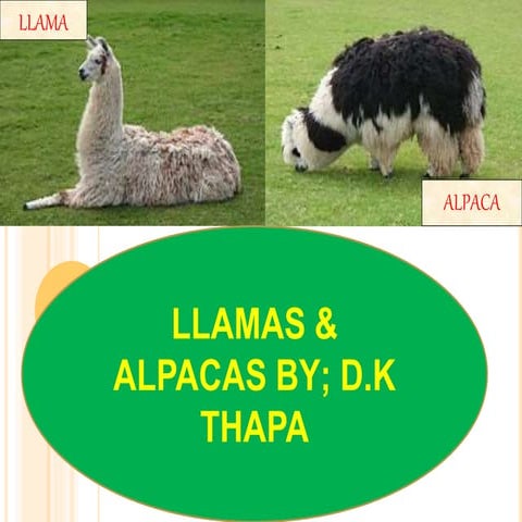 Llamas and alpacas new version