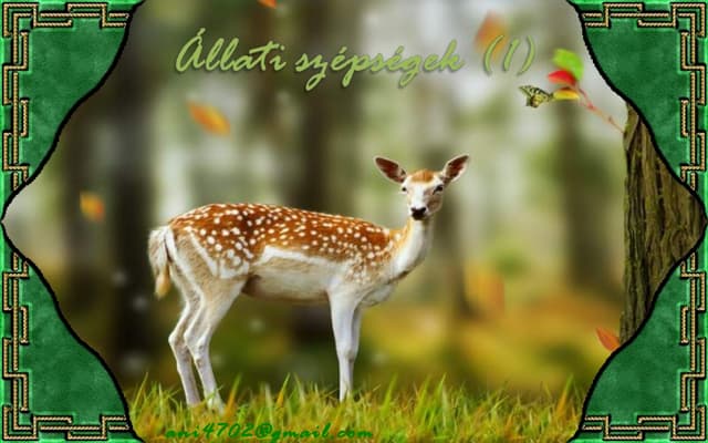 áLlati szépségek(1)+ani (nx power lite)