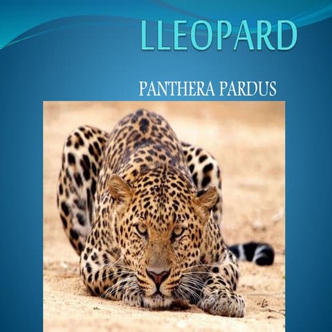 Lleopard.