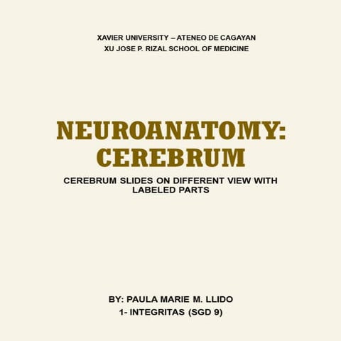 NEUROANATOMY - CEREBRUM