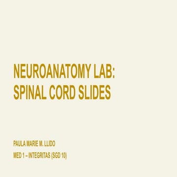 NEUROANATOMY - SPINAL CORD 
