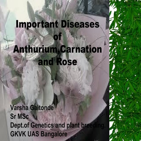 Diseases of anthurium Carnation and Rose.Prepared by Varu Gaitonde.