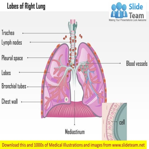 Lobes of right lung medical images for power point