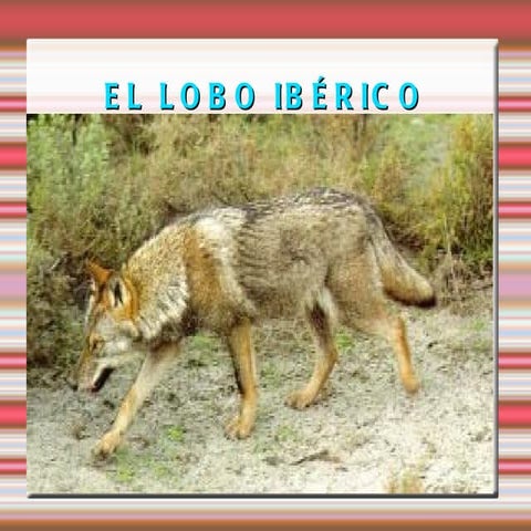 Lobo iberico celia