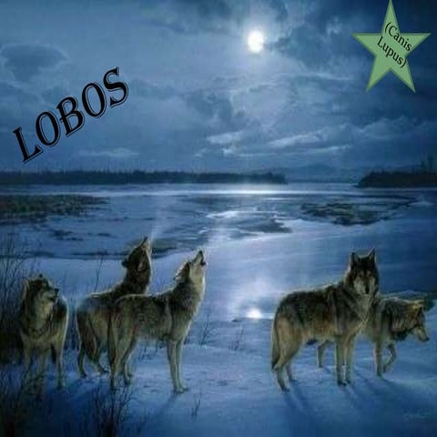 Lobos