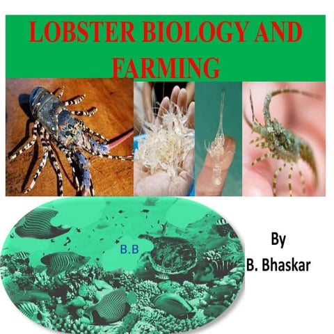 Lobstar culture and its management | PPTX