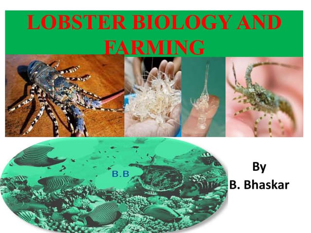 Lobster seed production and Aquaculture.pptx